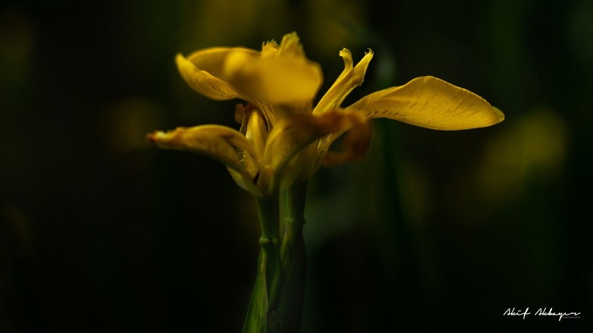 Macro Sarı Çiçek