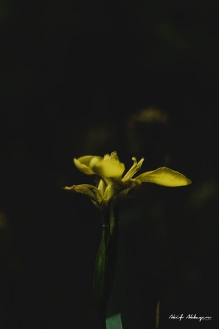 Macro Sarı Çiçek